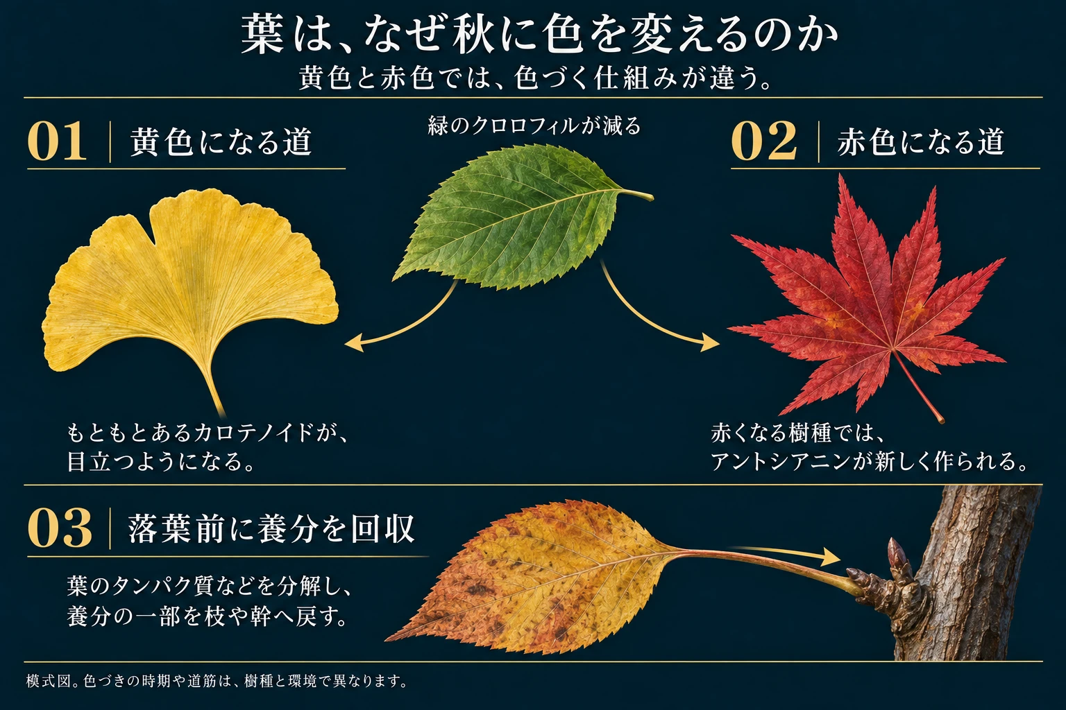 秋には緑色のクロロフィルが減ります。黄色になる葉では、もともと存在するカロテノイドが目立つようになります。