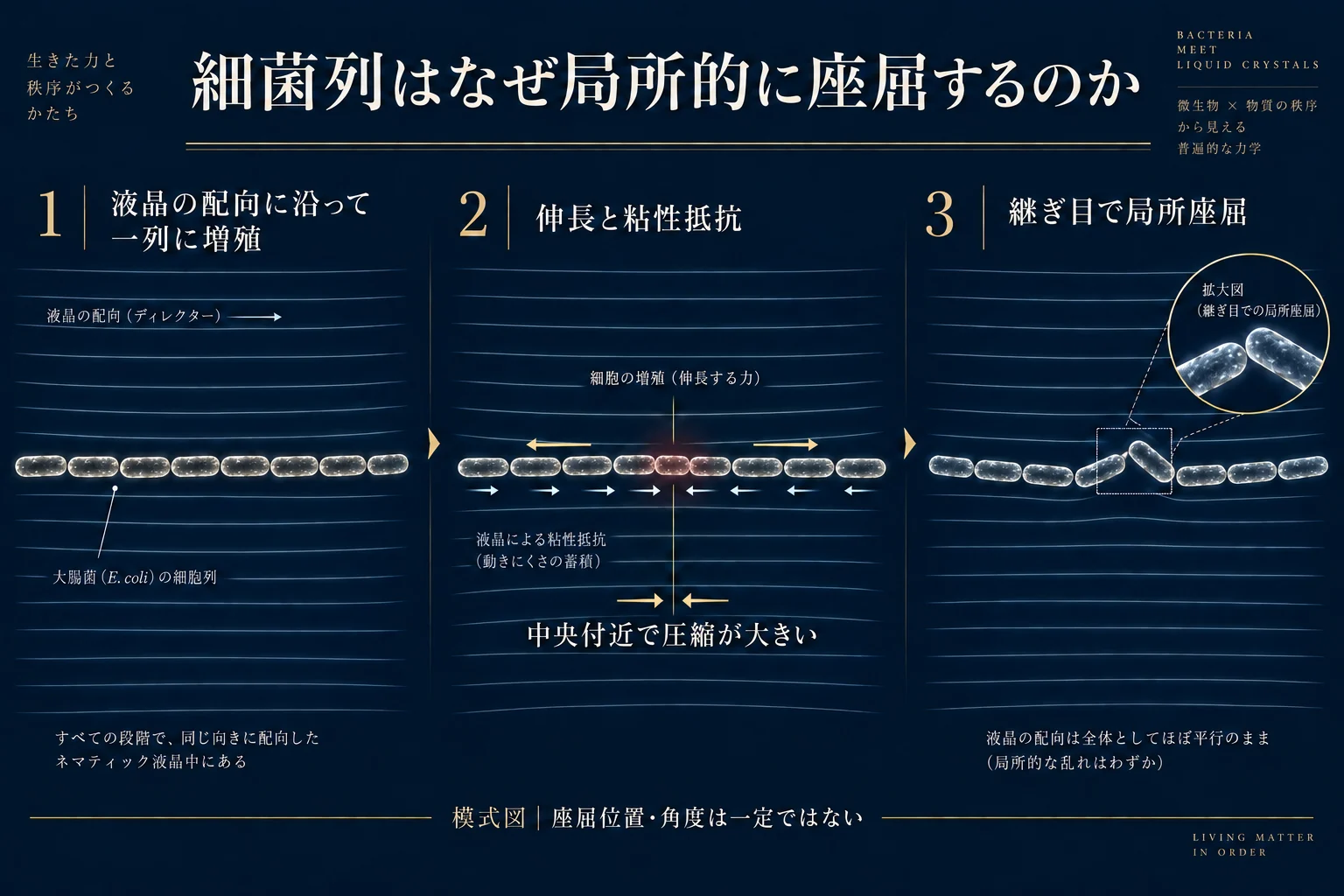 離散的な棒状細菌の一列増殖、外向きの成長と内向きの粘性抵抗、継ぎ目に集中する局所座屈を3段階で示す模式図。