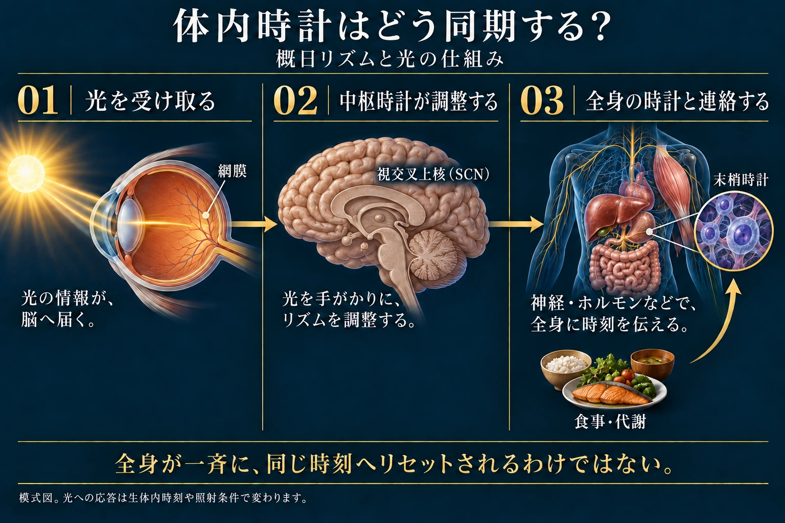 光が網膜と中枢時計の同調に関わり、末梢時計には食事なども影響する関係の模式図