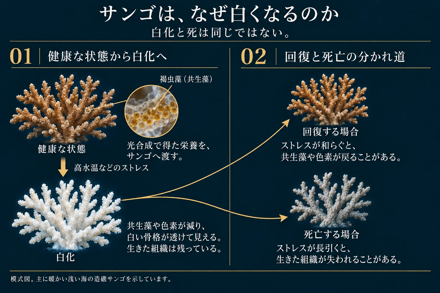 主に暖かい浅い海の造礁サンゴの模式図です。褐虫藻（共生藻）は光合成で得た栄養をサンゴへ渡します。