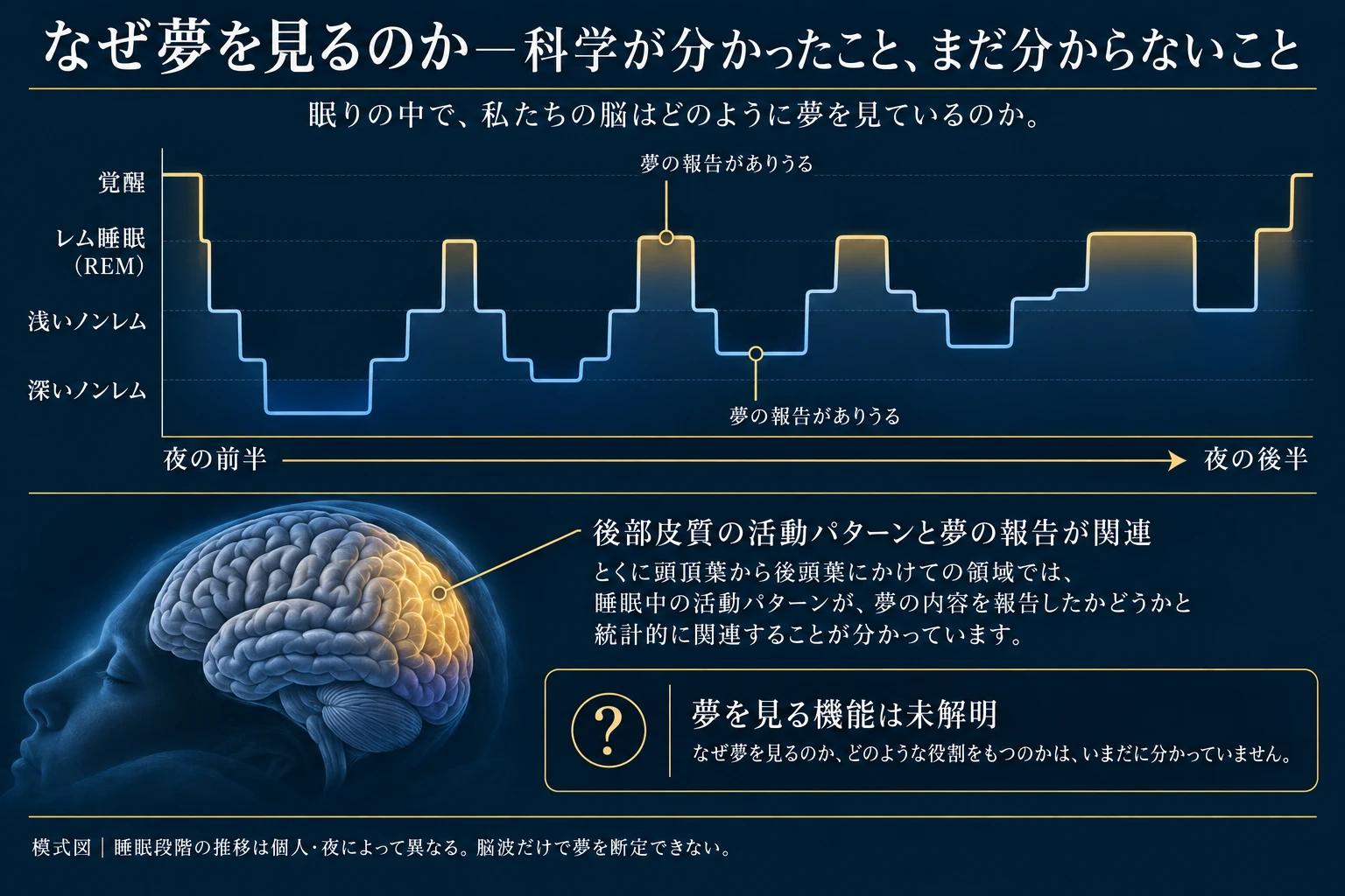 REMとNREM双方の夢報告、後部皮質との関連、夢の機能の未解明を示す模式図