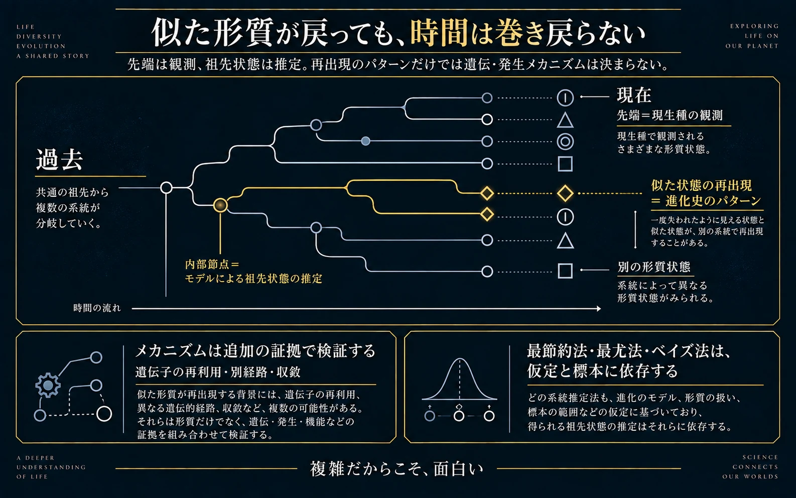 祖先に似た形質が後の系統で再び現れる架空例を示す概念図