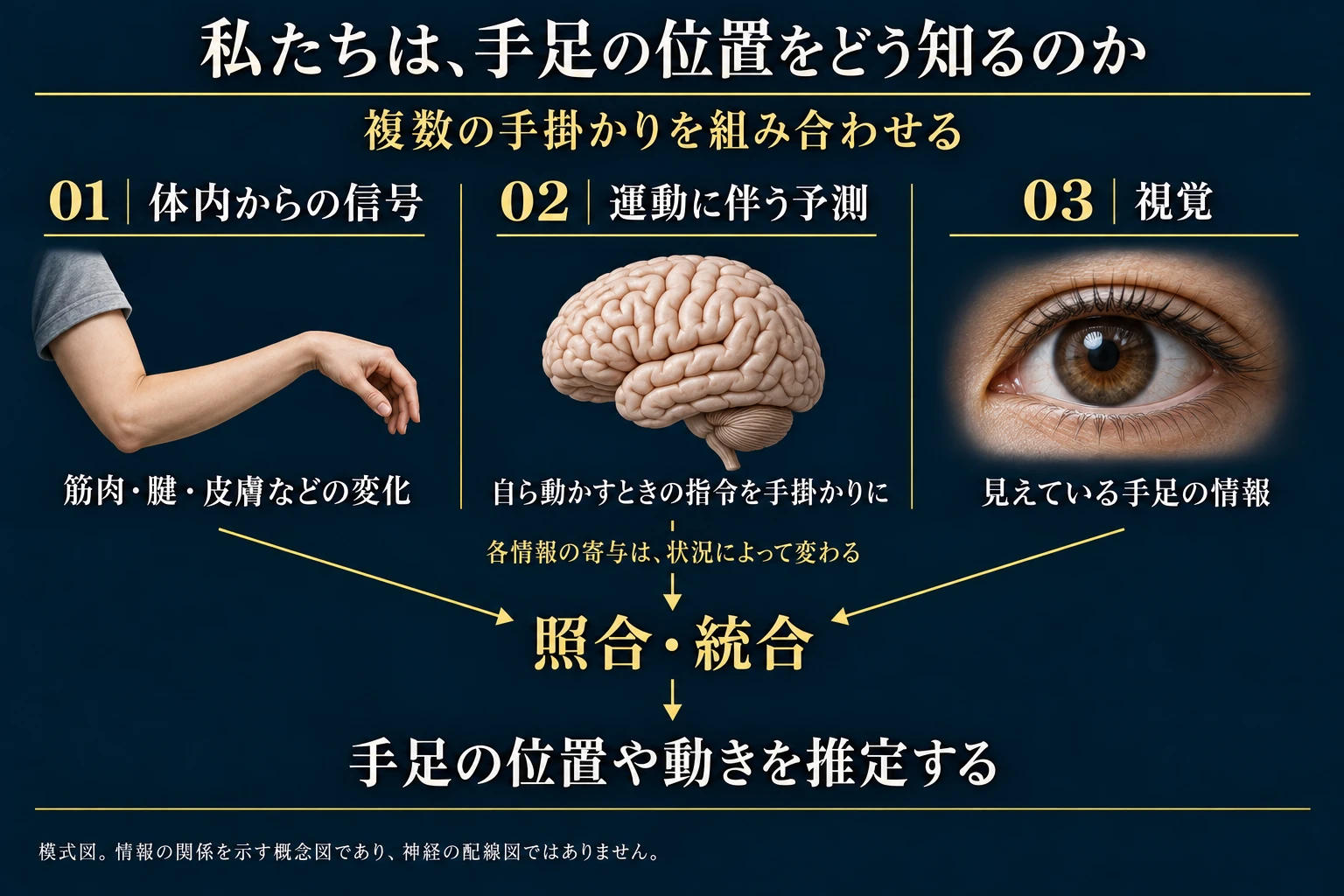 体内信号・運動予測・視覚を照合して手足の位置と運動を推定する概念図