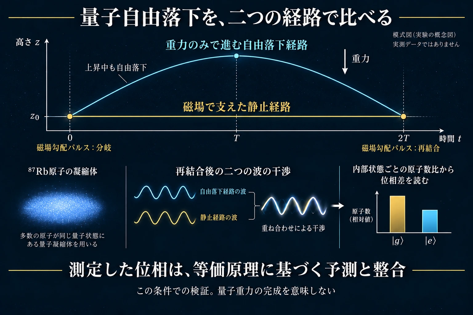 時間を横軸、高さを縦軸にした時空間模式図。下の水平線は磁場で支持した静止波束、上の弧は重力のみで動く自由落下波束。磁場勾配パルスで分岐・再結合し、内部状態ごとの原子数比から位相差を推定する。