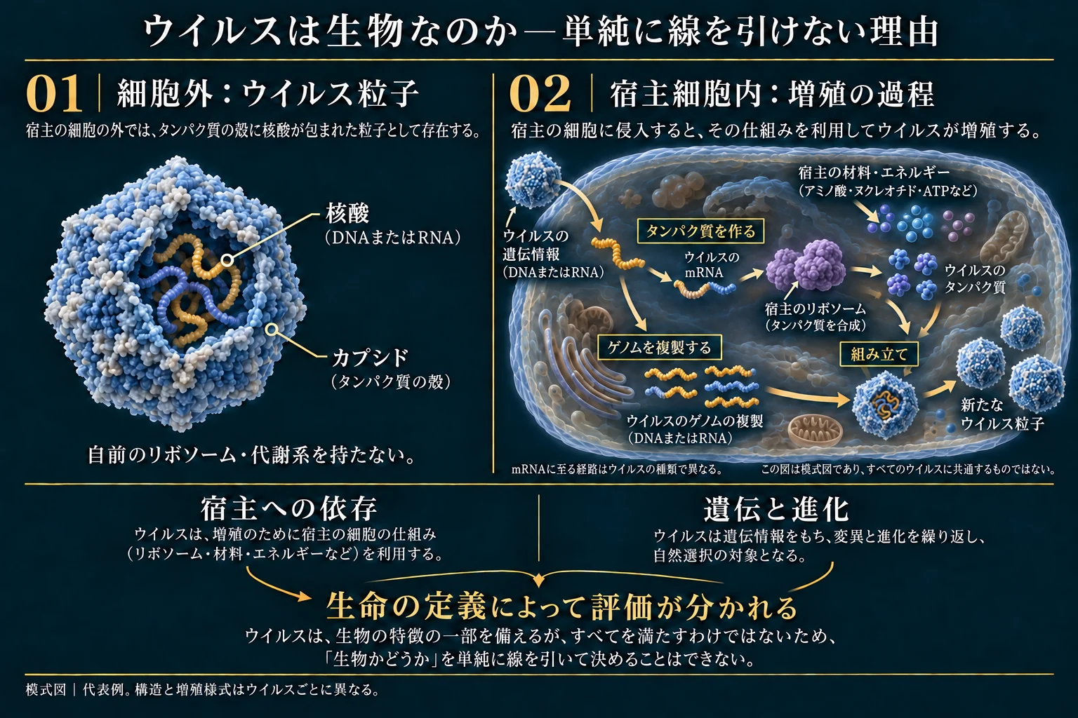 細胞外の粒子と宿主細胞内の増殖過程を最少ラベルで対比した模式図