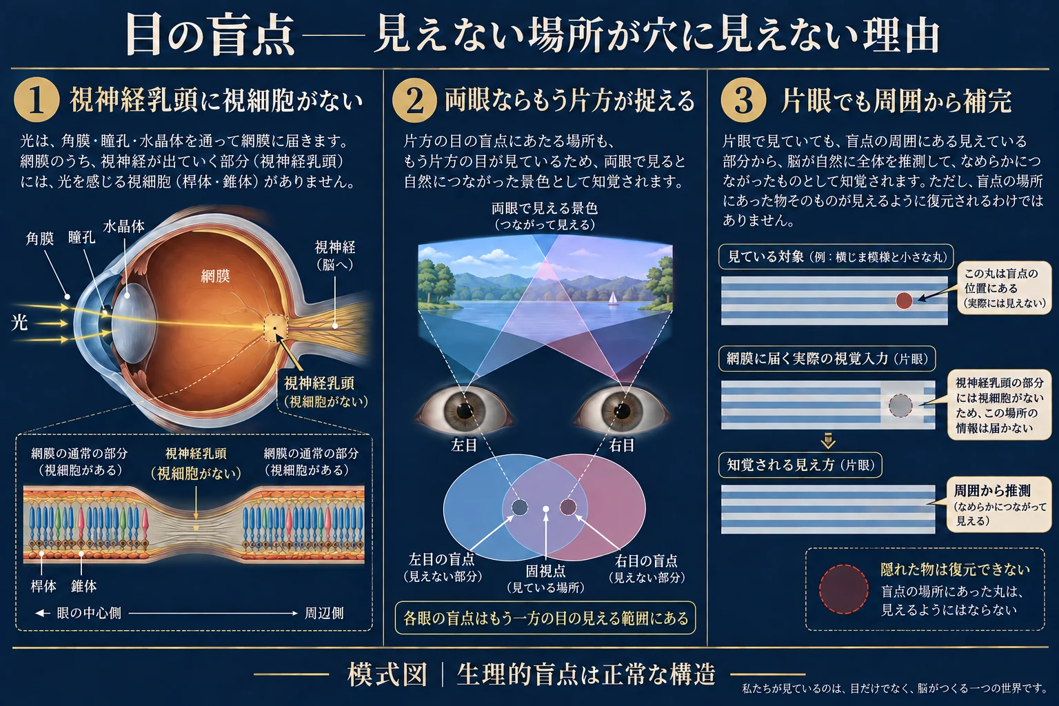 視神経乳頭の解剖、両眼視野の重なり、片眼時の周辺情報に基づく知覚的補完を区別した模式図。