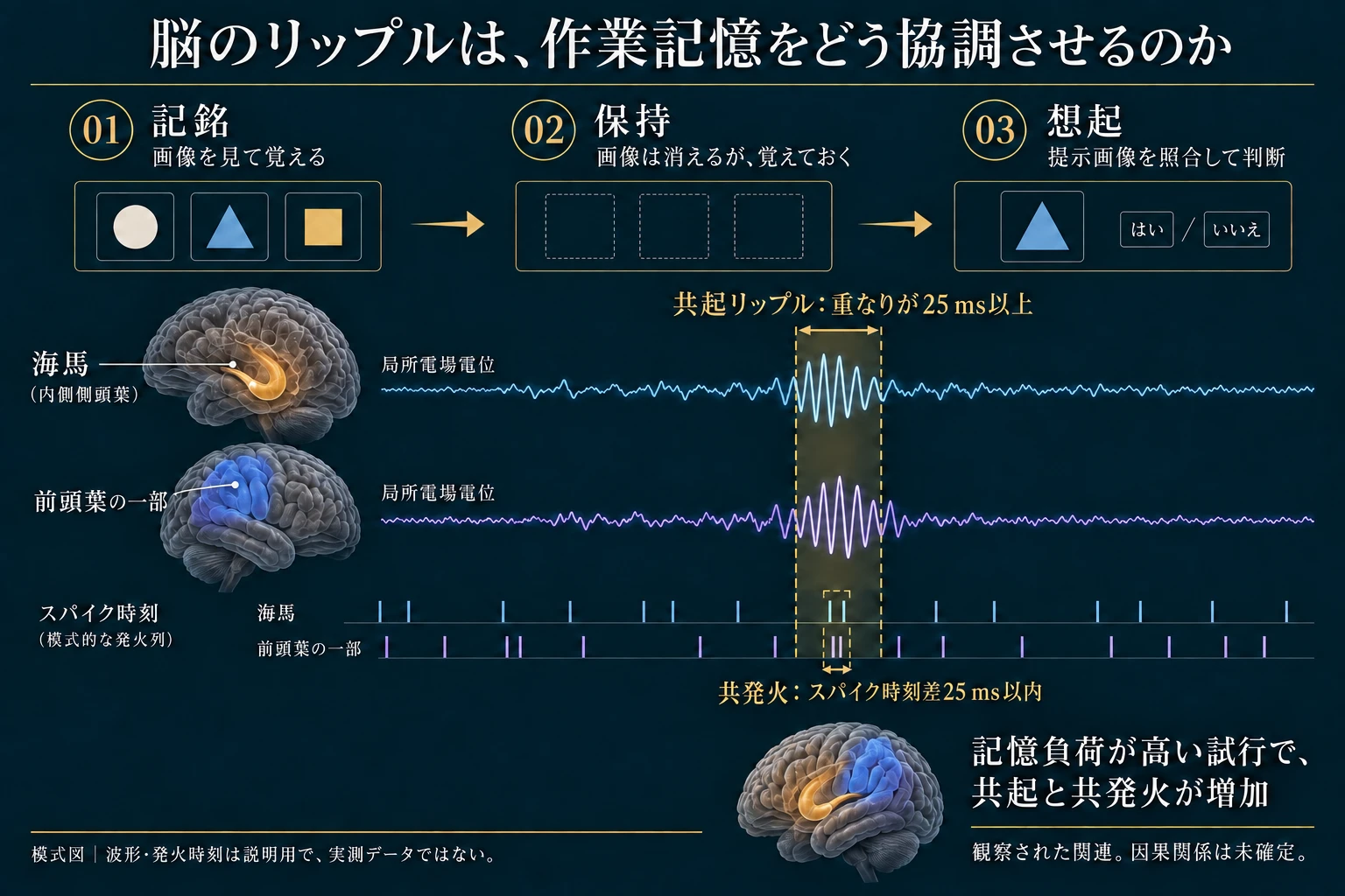 記憶課題の最中の脳のリップル活動と神経細胞の共発火の関係を示す模式図