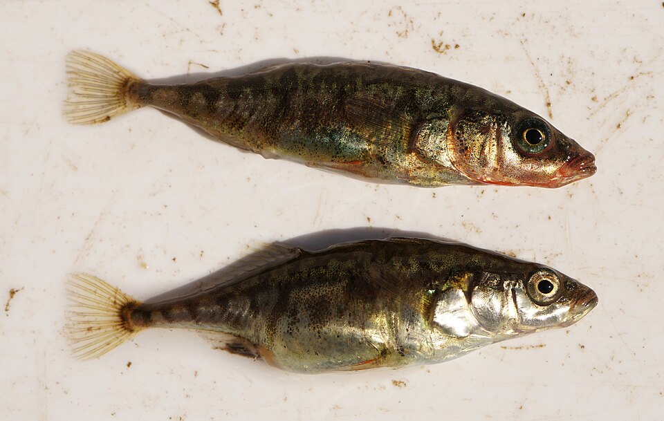 イトヨ（Gasterosteus aculeatus）の雄と雌を示す種の資料写真。実験個体そのものではない。